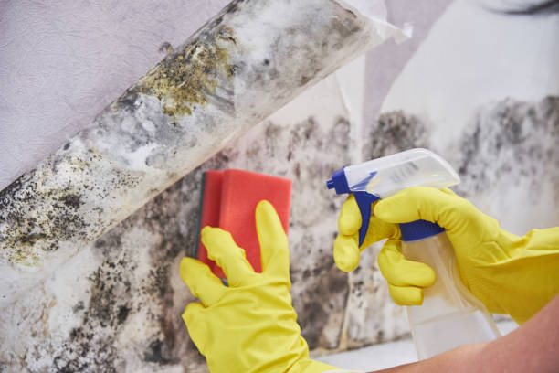 Best Environmental Consulting for Mold Prevention  in Chilton, WI